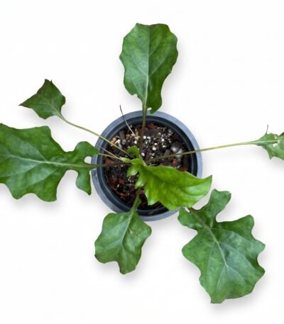 Crocodile Back Tail Plant indoor plant - view 2