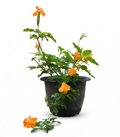 Crossandra plant