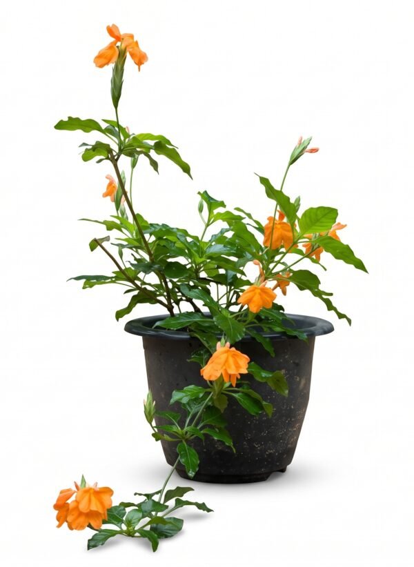 Crossandra plant