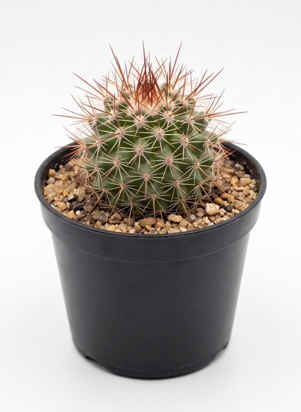 Echinocereus Chrysocentrus Mini
