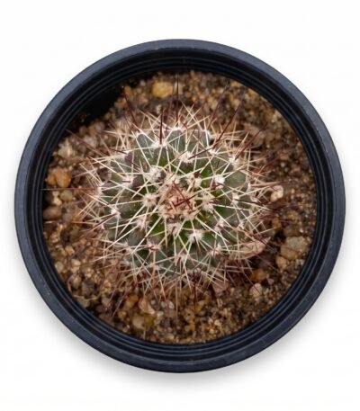 Echinocereus Chrysocentrus Mini - potted cactus