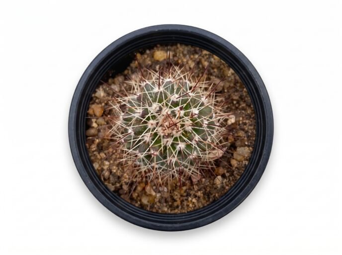 Echinocereus Chrysocentrus Mini - potted cactus