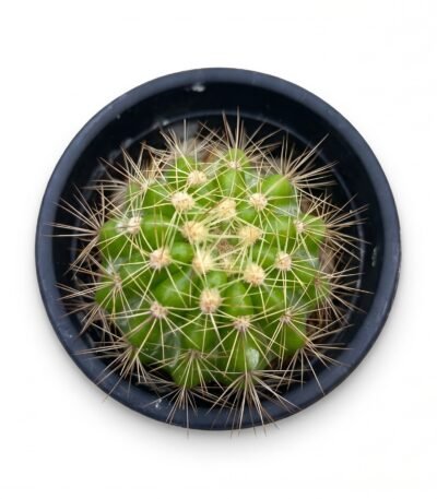 Echinopsis Calochlora Mini - potted cactus