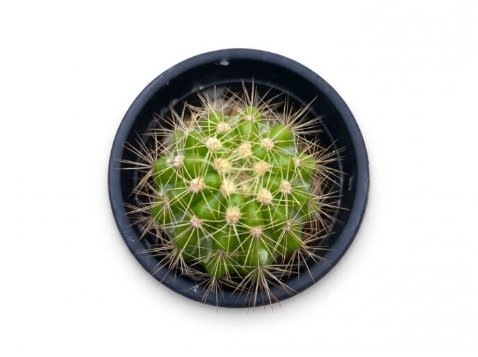 Echinopsis Calochlora Mini - potted cactus