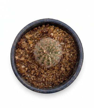 Echinopsis Lobivia Mini - potted cactus