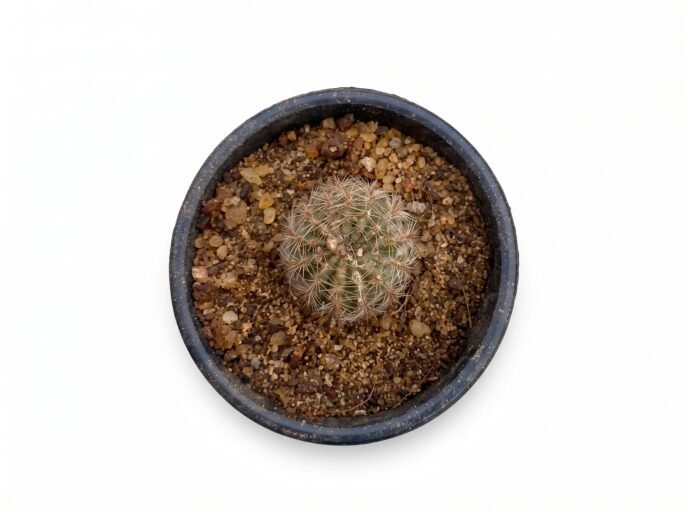 Echinopsis Lobivia Mini - potted cactus