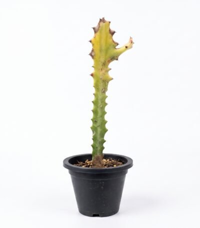 Euphorbia Trigona - potted succulent