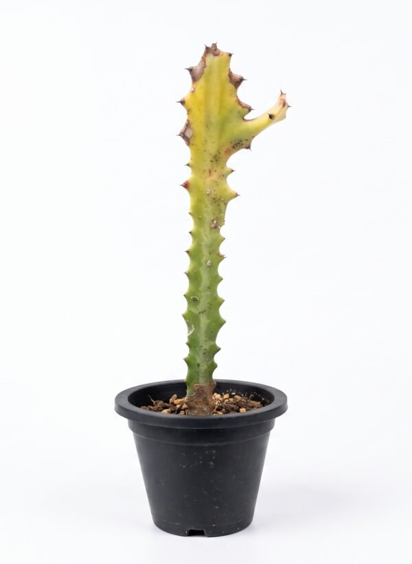 Euphorbia Trigona - potted succulent