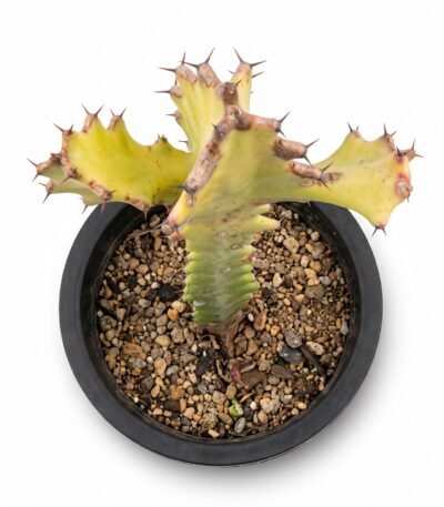Euphorbia Trigona - potted succulent (view 2)
