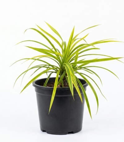Golden Variegated Pandanus plant