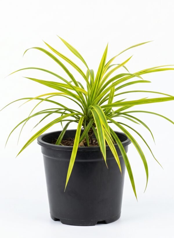 Golden Variegated Pandanus plant