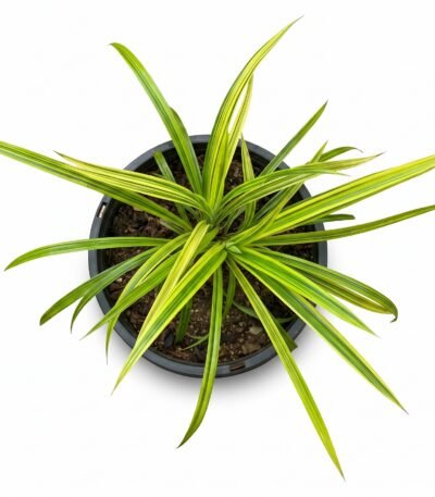 Golden Variegated Pandanus foliage close-up