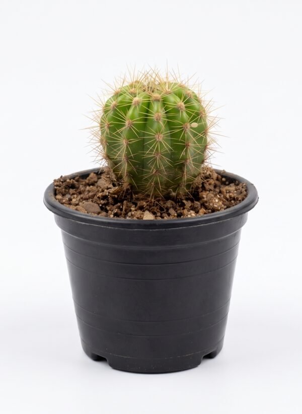 Green Torch Mini
