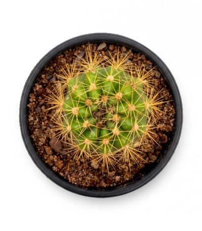 Green Torch Mini - potted cactus