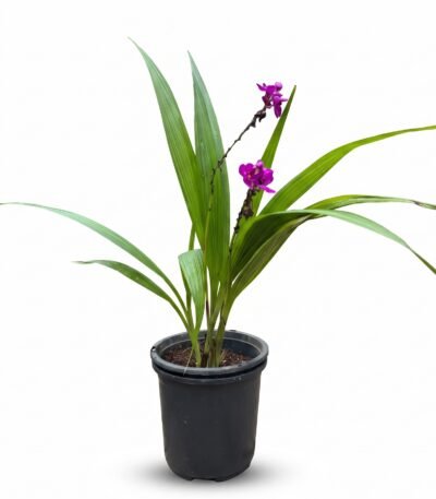 Ground Orchids plant
