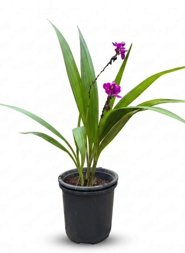 Ground Orchids plant