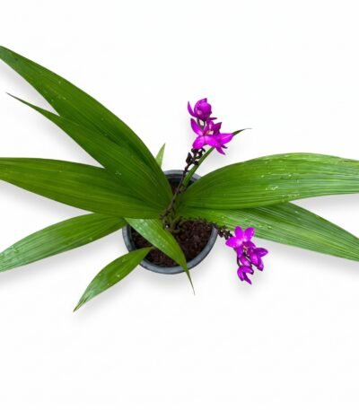 Ground Orchids close-up