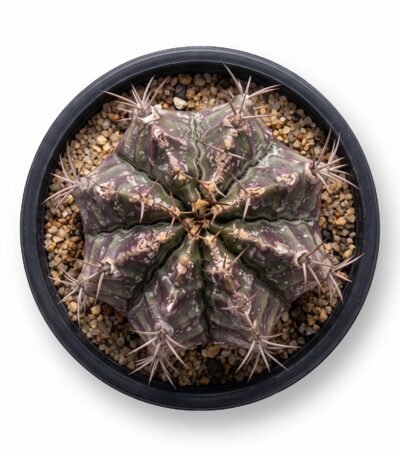 Gymnocalycium Mihanovichii 'Black Widow' Mini - potted cactus