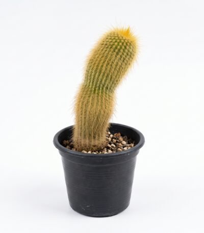 Haageocereus Versicolor - potted cactus
