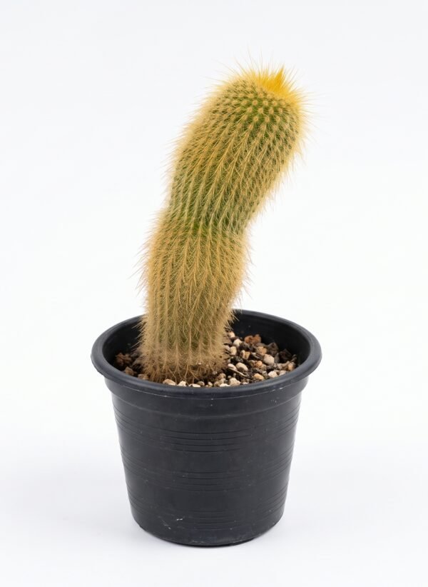Haageocereus Versicolor - potted cactus