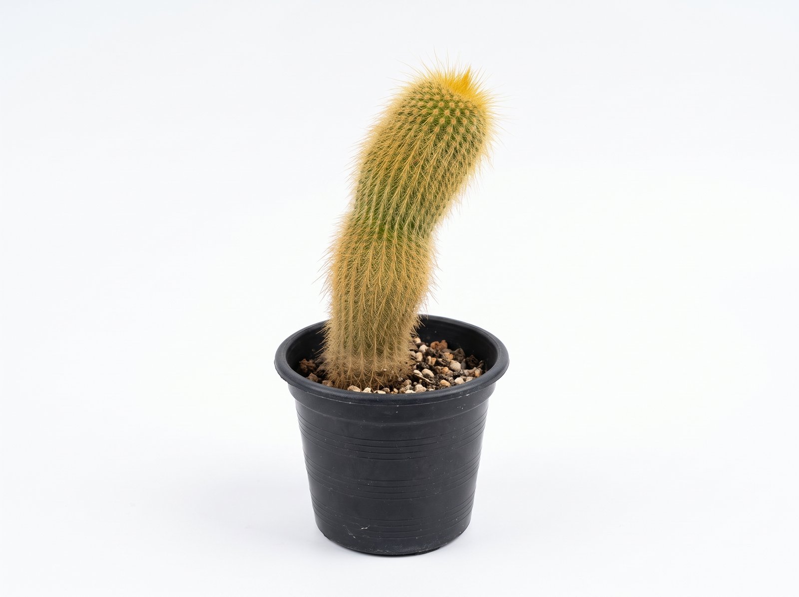 Haageocereus Versicolor Haageocereus Versicolor - potted cactus
