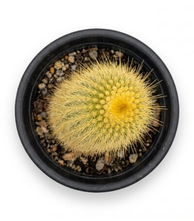 Haageocereus Versicolor - potted cactus (view 2)