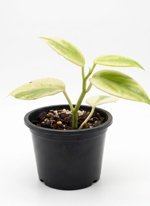 Hoya 'Emerald Frost' indoor plant