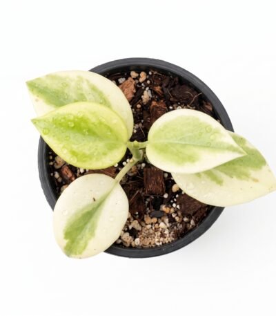 Hoya 'Emerald Frost' indoor plant - view 2