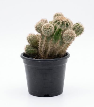 Lobivia Aurea Fallax - potted cactus