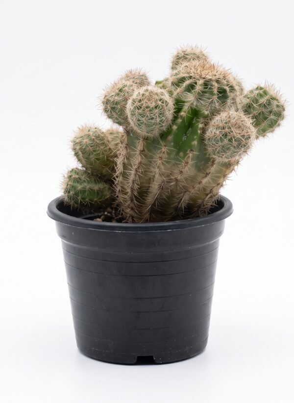 Lobivia Aurea Fallax - potted cactus