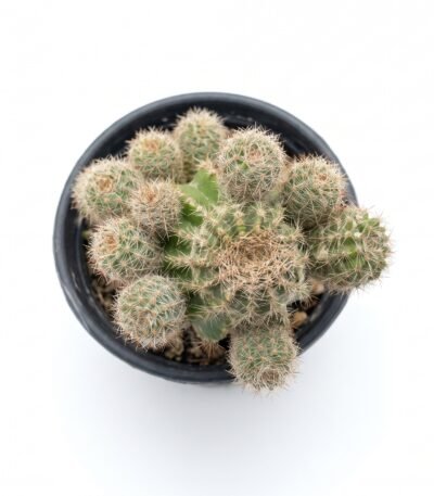Lobivia Aurea Fallax - potted cactus (view 2)
