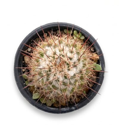 Mammillaria Bombycina Mini - potted cactus
