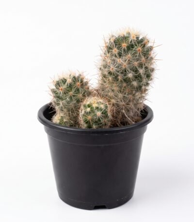 Mammillaria Elongata - potted cactus