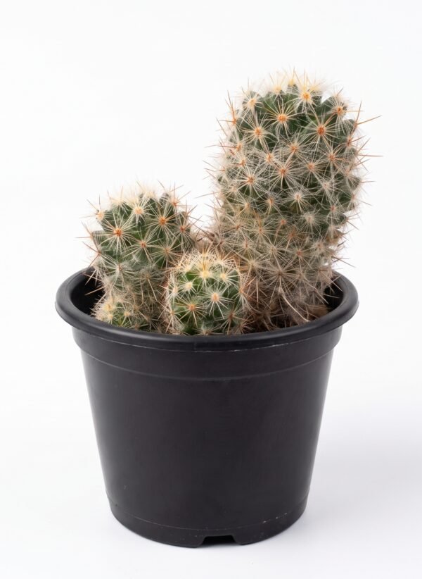 Mammillaria Elongata - potted cactus