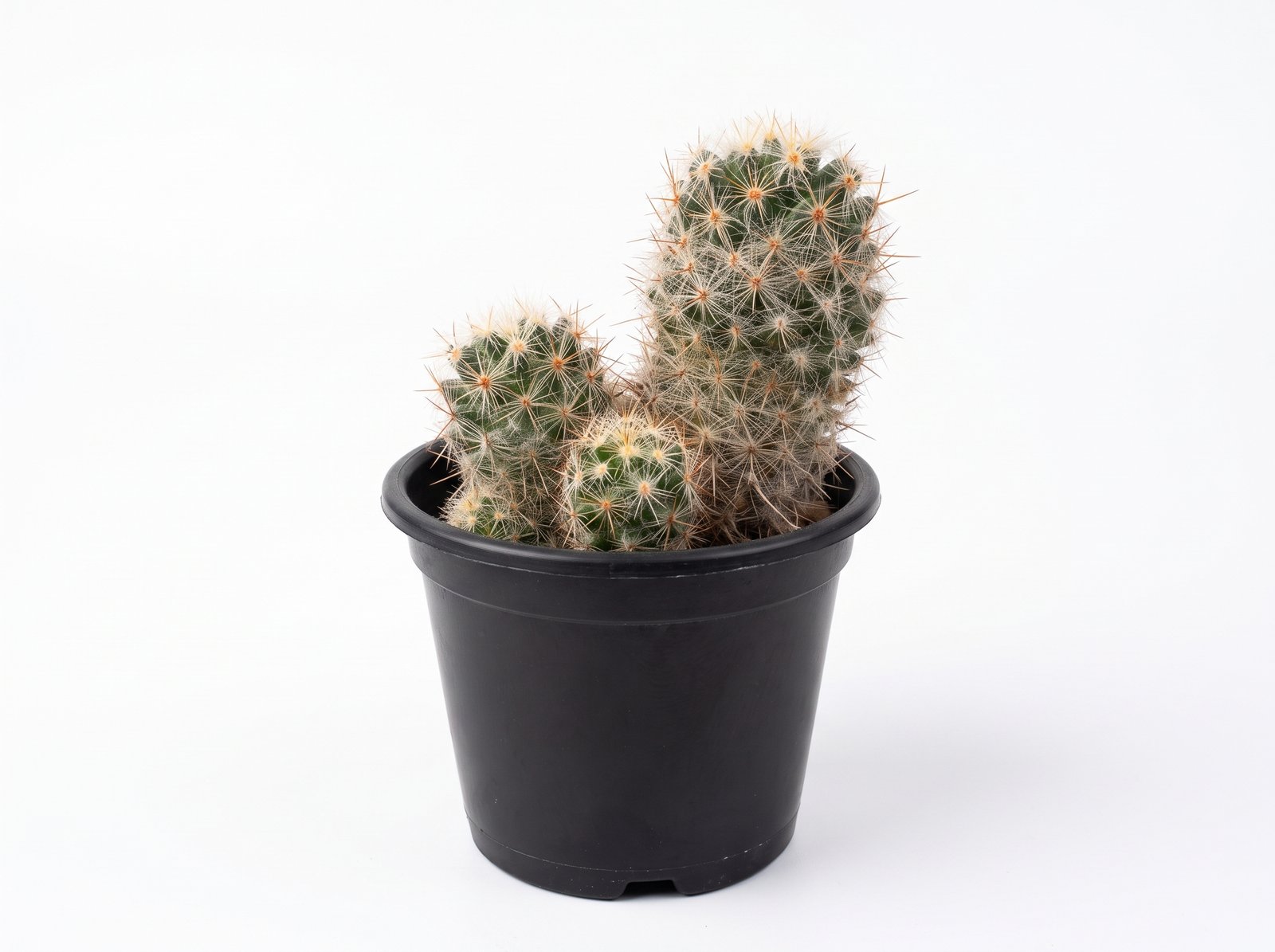 Mammillaria Elongata Mammillaria Elongata - potted cactus