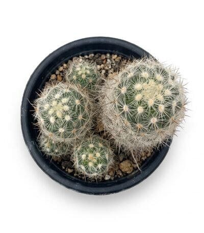 Mammillaria Elongata - potted cactus (view 2)
