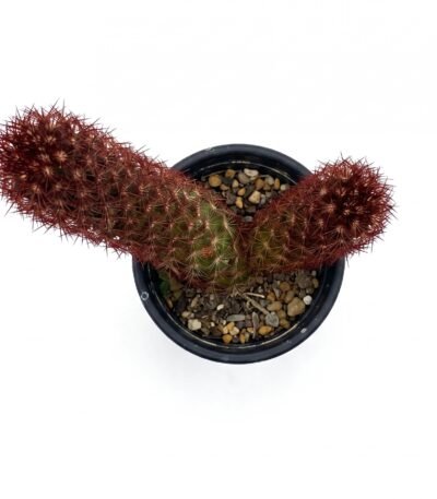 Mammillaria Elongata Copper Mini - potted cactus
