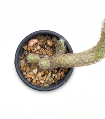 Mammillaria Elongata, The Ladyfinger Mini - potted cactus