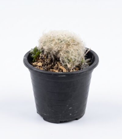 Mammillaria Plumosa - potted cactus