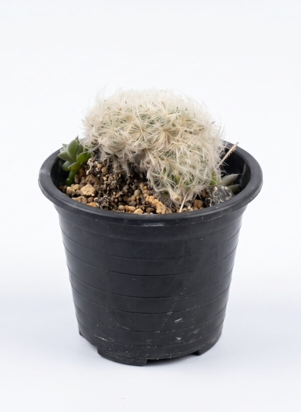 Mammillaria Plumosa - potted cactus