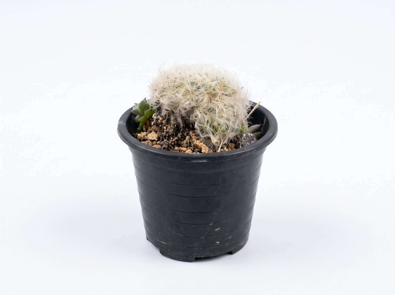 Mammillaria Plumosa Mammillaria Plumosa - potted cactus