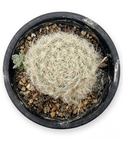 Mammillaria Plumosa - potted cactus (view 2)