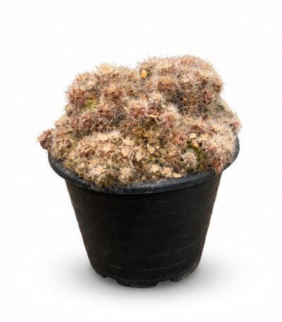 Mammillaria Prolifera - potted cactus