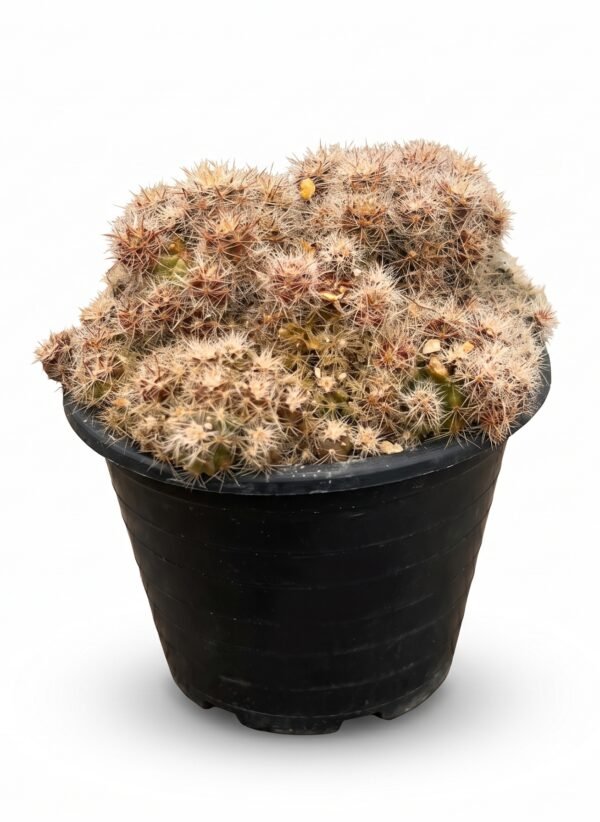 Mammillaria Prolifera - potted cactus