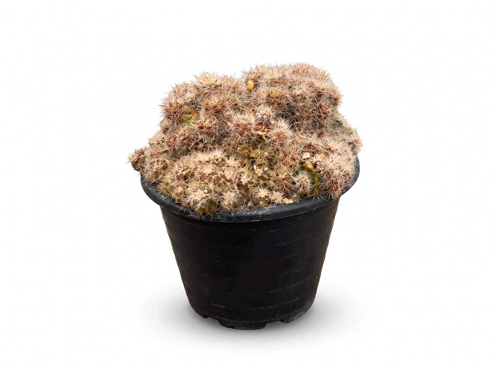Mammillaria Prolifera Mammillaria Prolifera - potted cactus