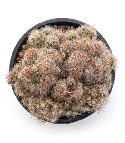 Mammillaria Prolifera - potted cactus (view 2)