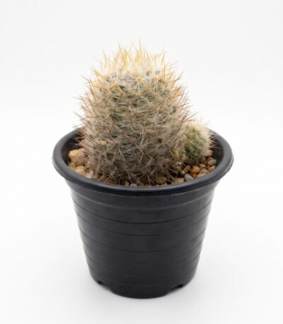 Mammillaria Rekoi Var - potted cactus