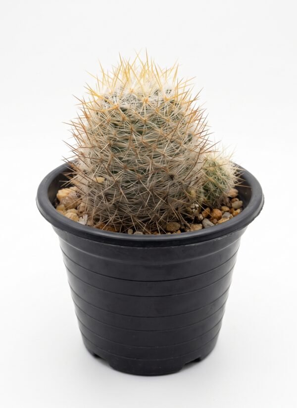 Mammillaria Rekoi Var - potted cactus