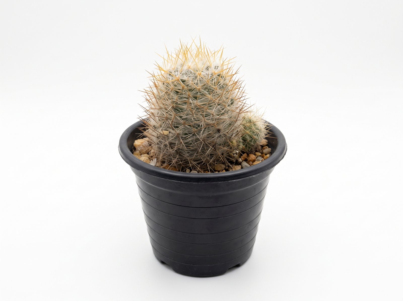 Mammillaria Rekoi Var Mammillaria Rekoi Var - potted cactus