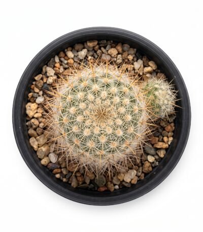 Mammillaria Rekoi Var - potted cactus (view 2)